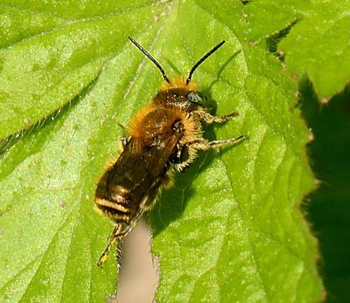 Osmia sp.